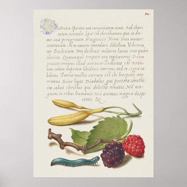 Poster Linda Ilustração Botânica Vintage (Frente)