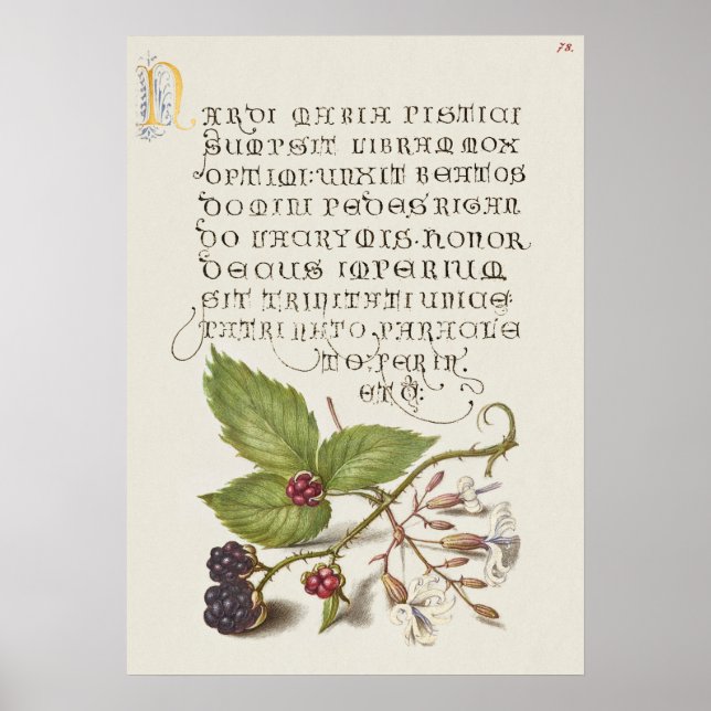 Poster Linda Ilustração Botânica Vintage (Frente)