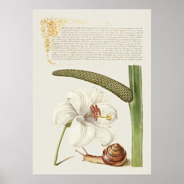 Poster Linda Ilustração Botânica Vintage (Frente)