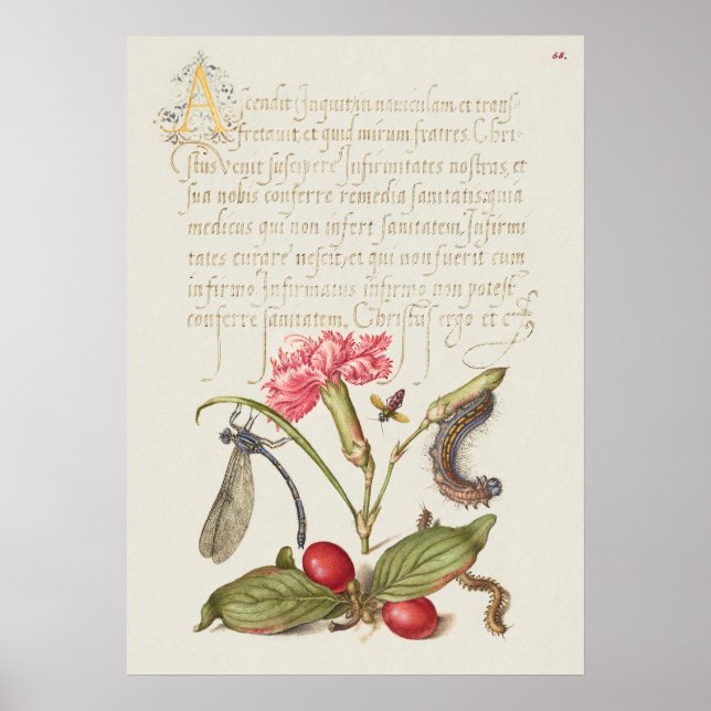 Poster Linda Ilustração Botânica Vintage (Frente)