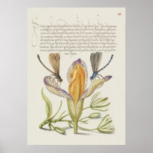 Poster Linda Ilustração Botânica Vintage