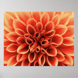 Póster Linda Laranja Dahlia Flower