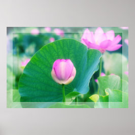 Póster Linda lente rosa Lotus Butus Flor Verde Folha Flor