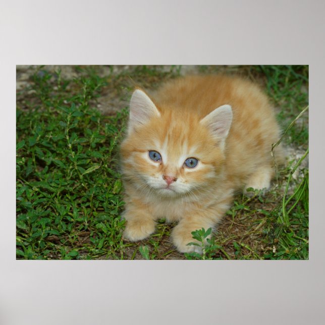 Póster Linda Orange Tabby Kitten (Frente)