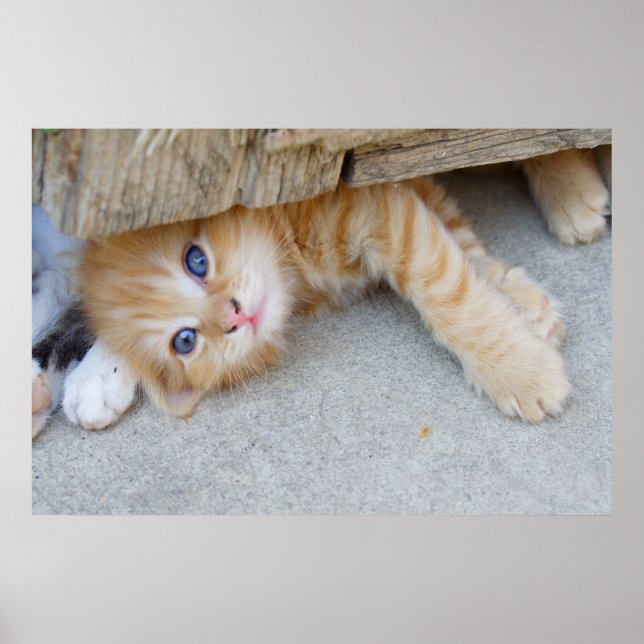 Poster Linda Orange Tabby Kitten (Frente)