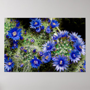 Poster Linda Planta Azul Flor de Cactus