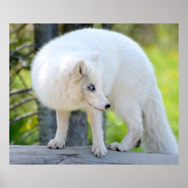 Poster Linda Raposa Ártica (Frente)