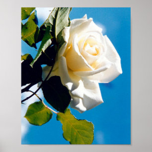 Poster Linda rosa branca