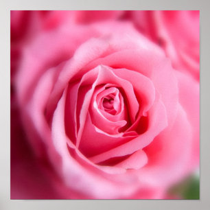 Poster Linda Rosa Rosa