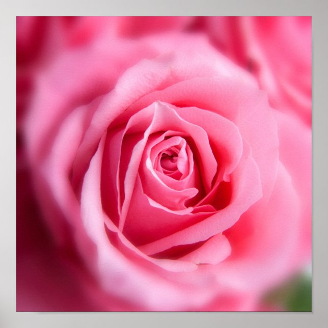Poster Linda Rosa Rosa (Frente)