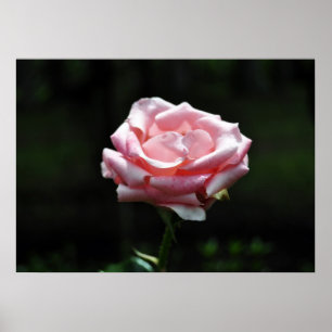Póster Linda rosa Rosa Rosa Fechada