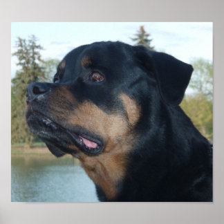 Poster Linda Rottweiler