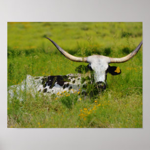 Poster Linda Vaca Longhorn no Pasto Arte Fotográfica