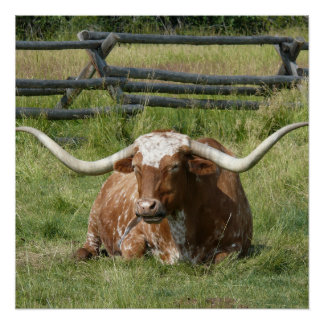 Póster Linda Vaca Longhorn Relaxando Em Poster De Grama