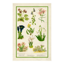 Linda Vintage Inspirou Cor Botânica Floral