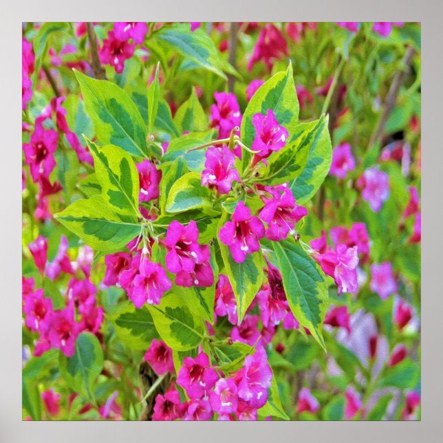 Poster Linda Weigela Verde com Flores Carmesim (Frente)