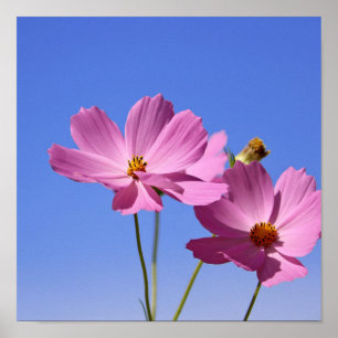 Poster lindas flores cor-de-rosa abraçando um céu azul cl