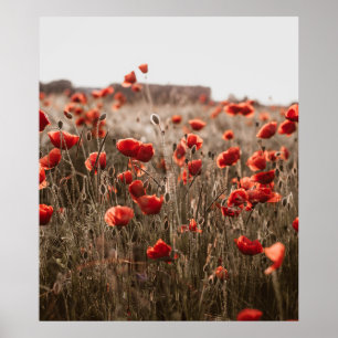 Poster lindas flores de papoila