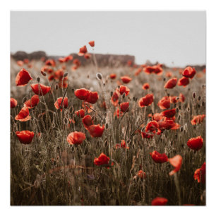 Póster lindas flores de papoila