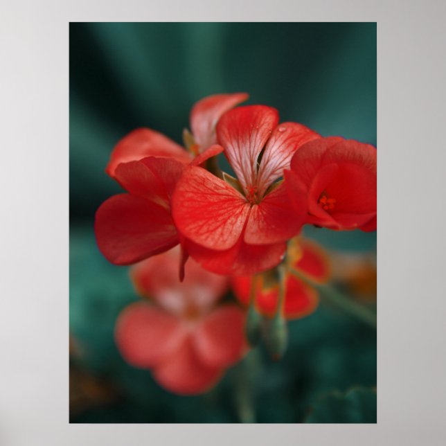 Poster Lindas flores de primavera (Frente)