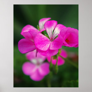 Poster Lindas flores de primavera