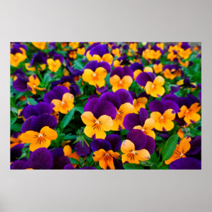 Poster Lindas pansias florescentes no jardim