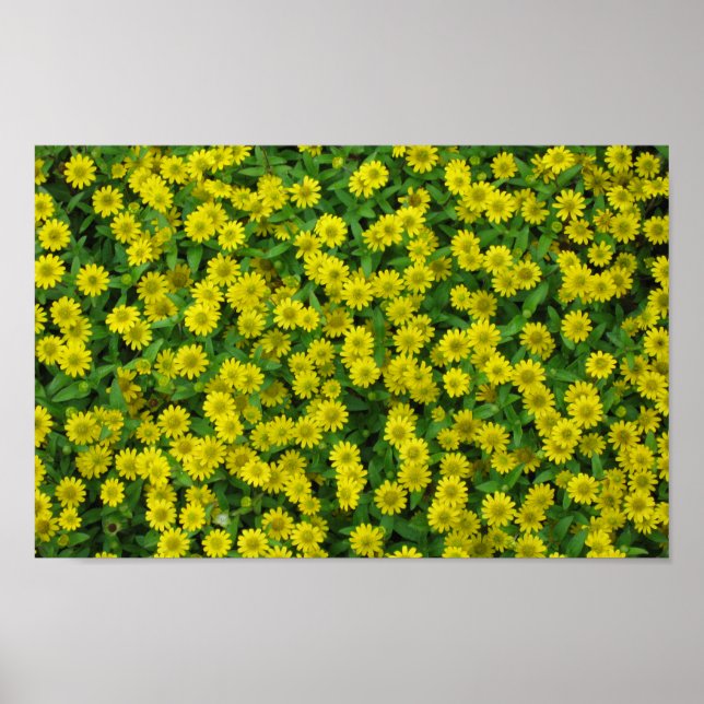 Poster Lindas Pequenas Flores Amarelas (Frente)