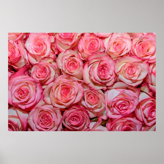 Poster Lindas rosas rosa (Frente)