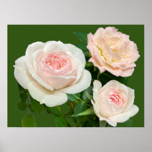 Poster Lindas rosas rosa brancas