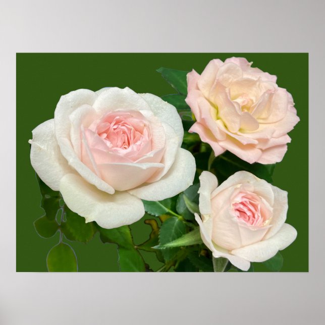 Poster Lindas rosas rosa brancas (Frente)