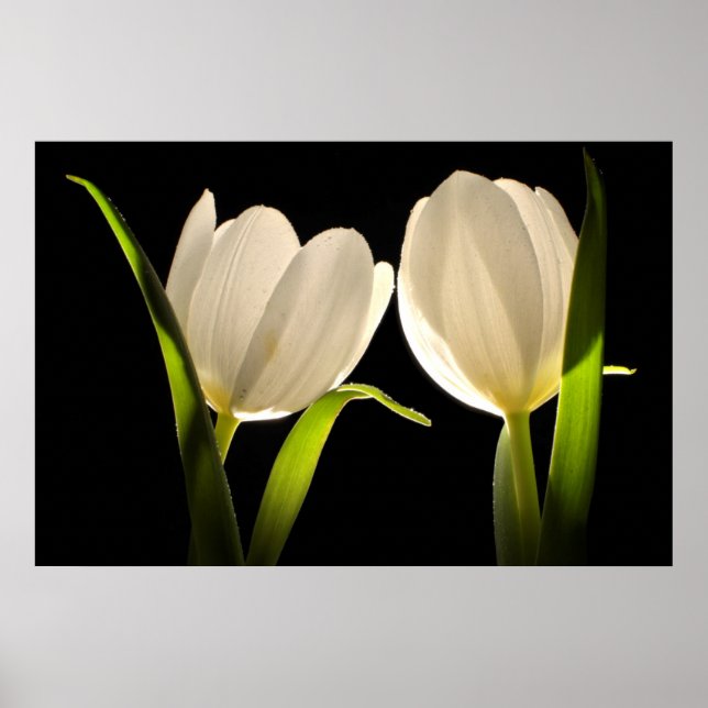 Poster Lindas Tulipas Brancas em Fundo Negro (Frente)