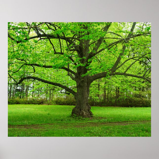 Poster Linden Tree (Frente)