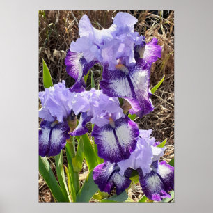 Poster Lindo Cartaz de Jardim de Íris Roxa Lilás