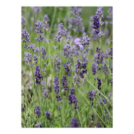 Póster Lindo Cartaz de Lavanda