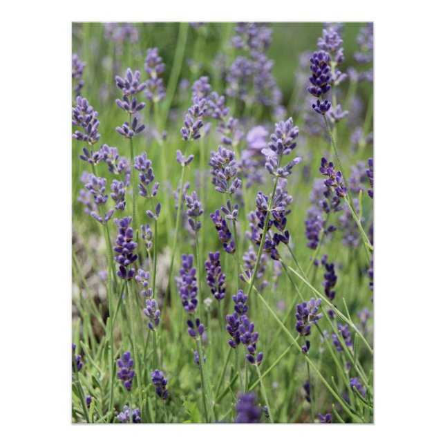 Póster Lindo Cartaz de Lavanda (Frente)