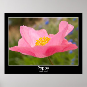 Poster Lindo Fotografia de Fechamento Rosa-Rosa