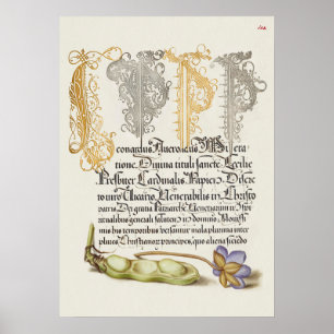 Poster Lindo Ilustração Botânica Vintage