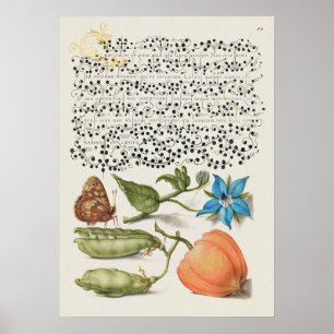 Poster Lindo Ilustração Botânica Vintage