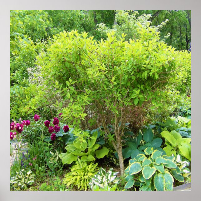 Poster Lindo Jardim Verde com Hostas (Frente)