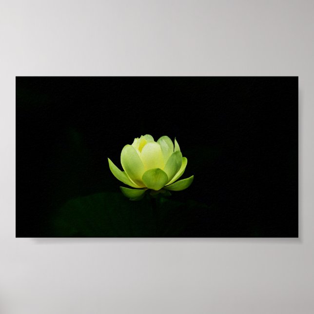 Poster Lindo Lotus Verde, Lago, Zen (Frente)
