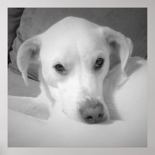 Poster Lindo Mix de Labrador Branco Sentado no Sofá Cinza