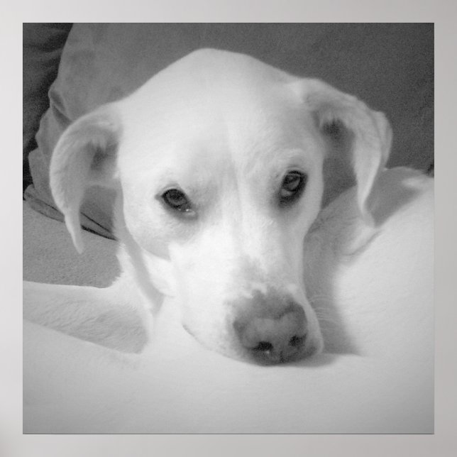 Poster Lindo Mix de Labrador Branco Sentado no Sofá Cinza (Frente)