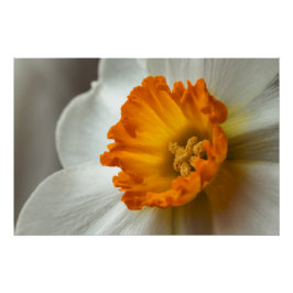 Póster Lindo Narciso Flor Macro