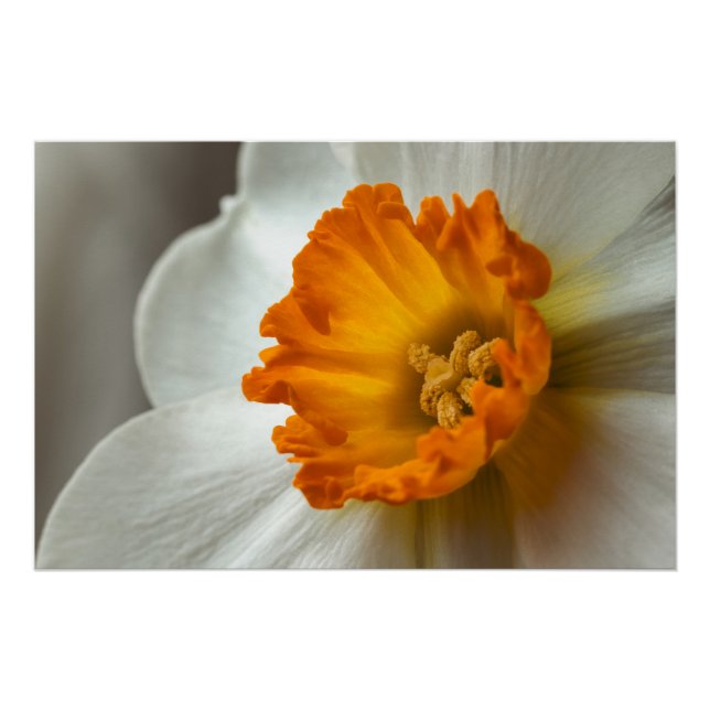 Póster Lindo Narciso Flor Macro (Frente)