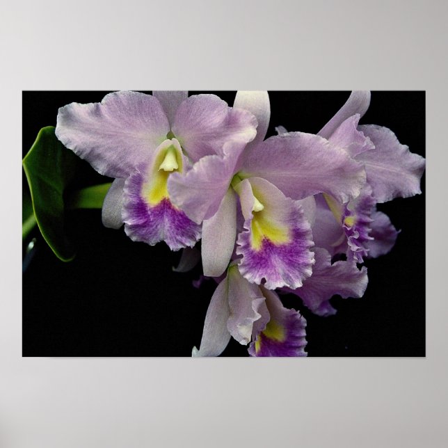 Póster Lindo Orquídea, Cattleya (ariel x labiata) (Frente)