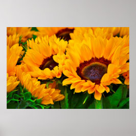 Póster Lindo pôster de pintura de girassol de verão