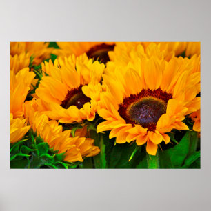 Póster Lindo pôster de pintura de girassol de verão