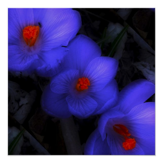Póster Lindos Blooms de Crocus Roxo (Frente)