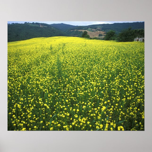 Poster Lindos campos cobertos de flores amarelas de San (Frente)