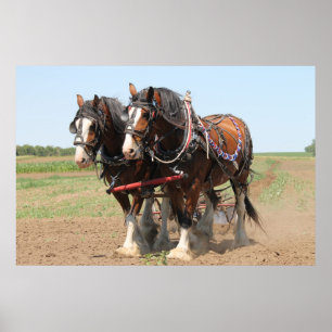 Póster Lindos cavalos de clydesdale